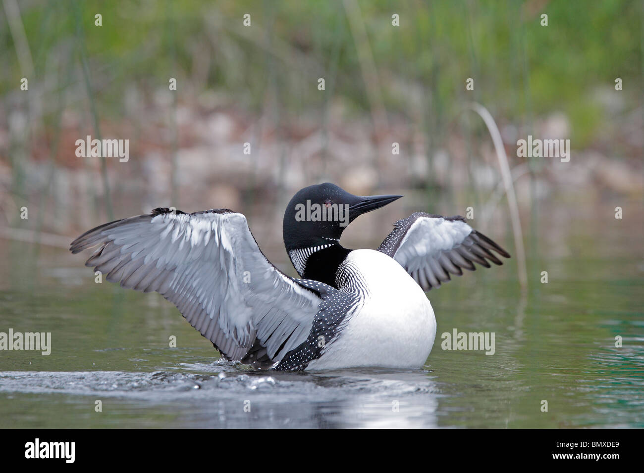 Common Loon flapping its wings Stock Photo Alamy