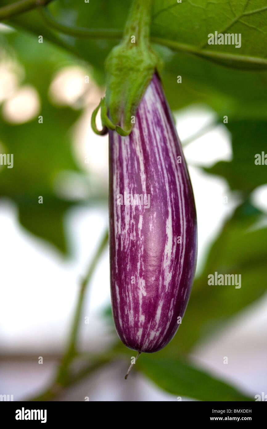 Eggplant gourd vegetable growing on the vine Stock Photo Alamy