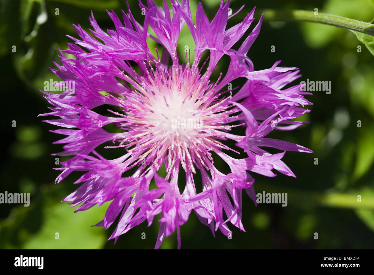 Macro of purple cornflower, centaurea Stock Photo Alamy