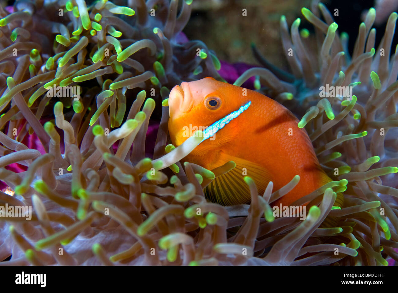 Anemone fish in yellow tipped anemone Stock Photo