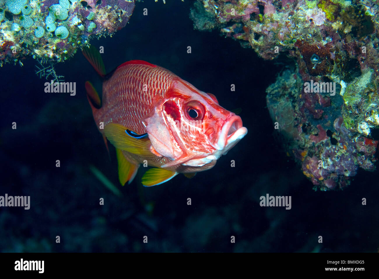 Giant Squirrelfish at Cleaning station with cleaner wrasse in gill in the Maldives in the Indian Ocean Stock Photo