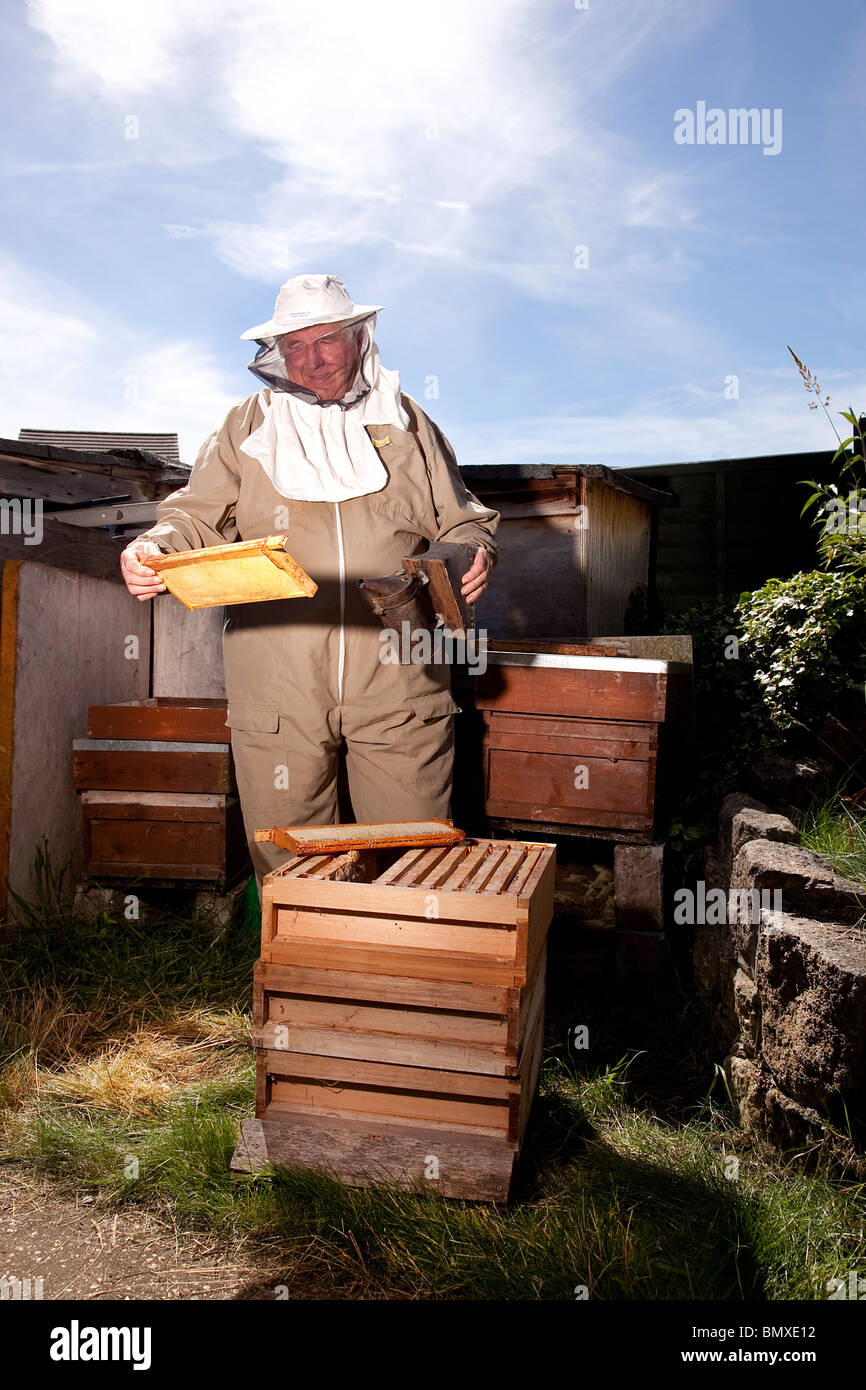 Bee keeper working on a beehive in suburban garden in UK Stock Photo