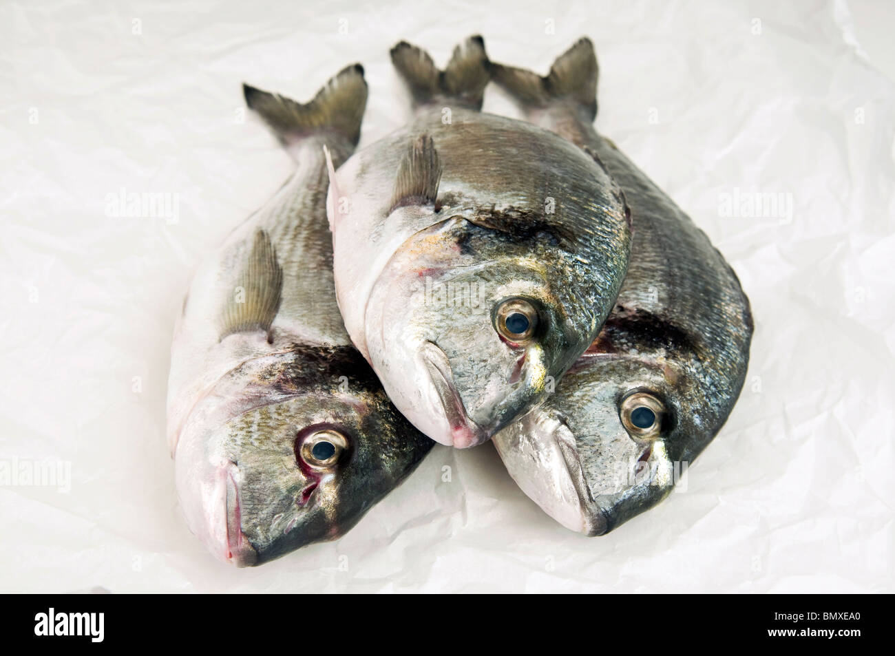 Gilt-head (sea) bream, Sparus aurata, Stock Photo