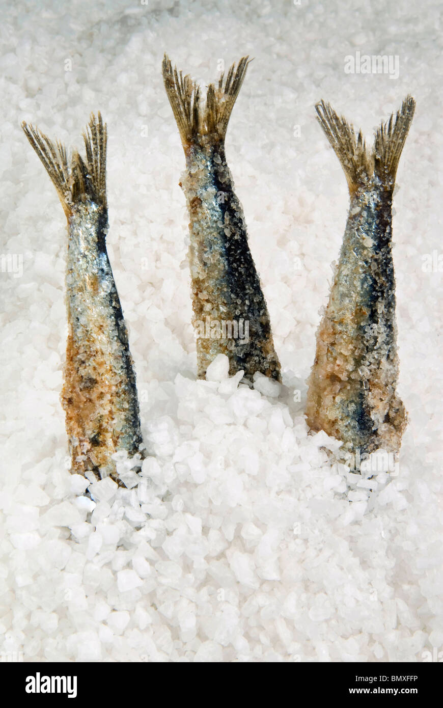 Anchovie tails sticking out coarse sea salt Stock Photo