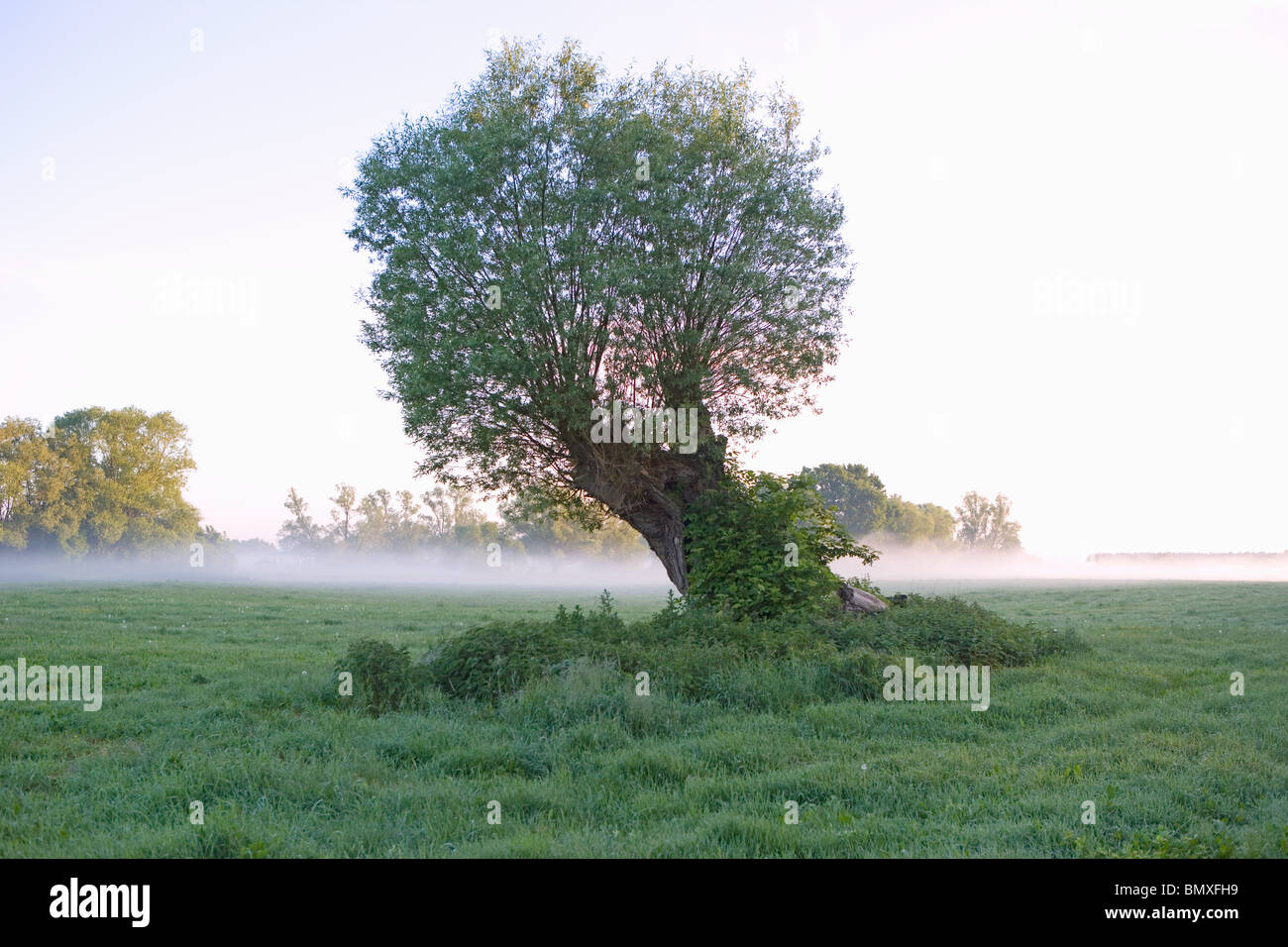 Tree in field in saxony anhalt Stock Photo