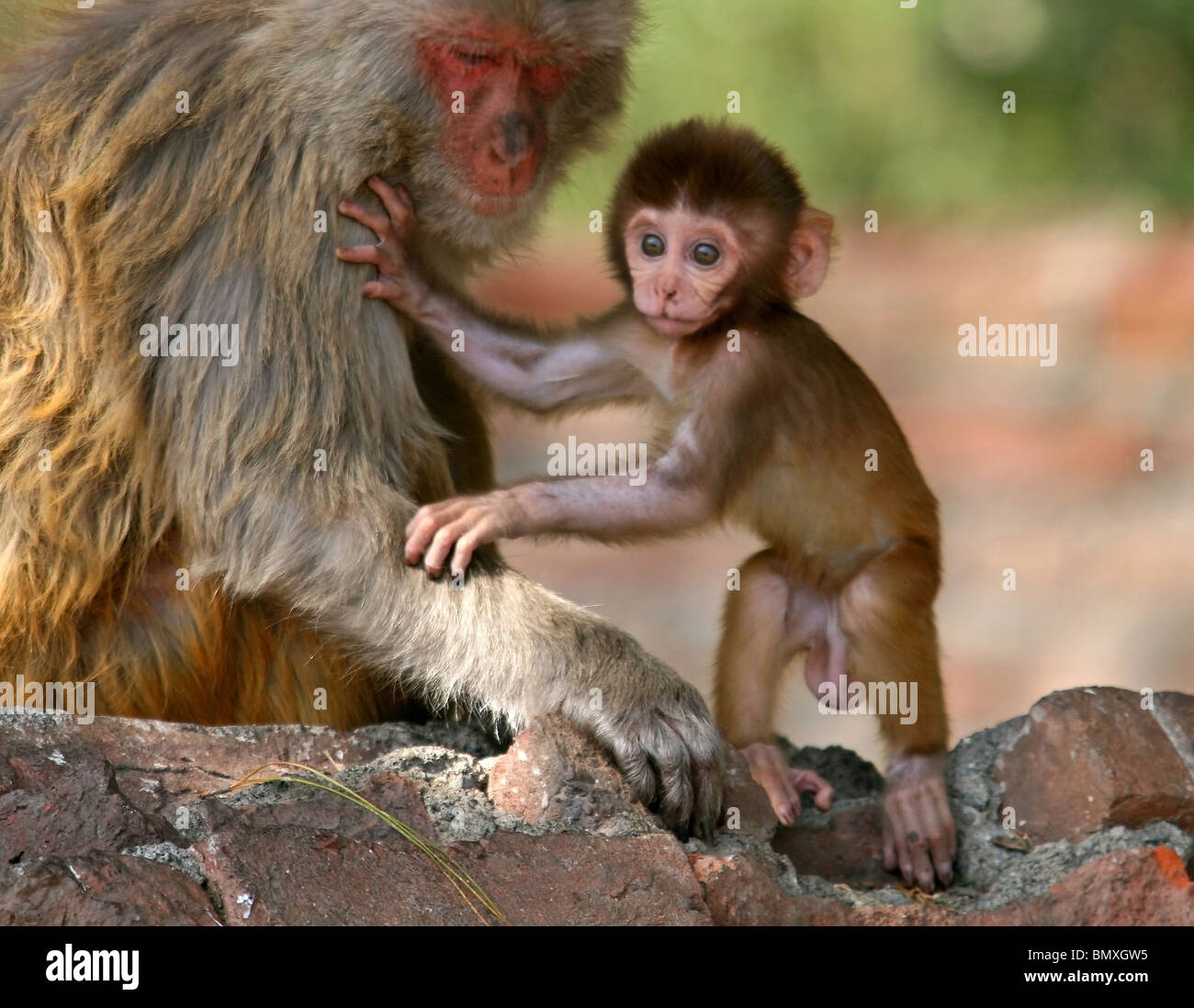 A baby Rhesus Macaque learns to walk, while the mother helps him out. Picture taken in Ranikhet,  India. Stock Photo
