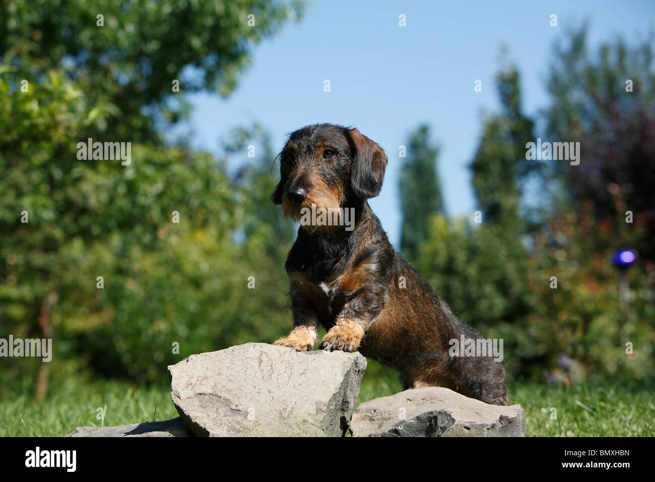 Wire-haired Dachshund, Wire-haired sausage dog, domestic dog (Canis lupus f. familiaris), standing in a meadow with the fore le Stock Photo