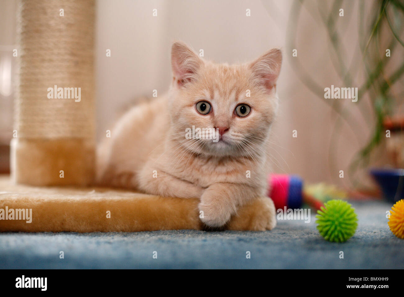 British Shorthair (Felis silvestris f. catus), lying on a scratching post Stock Photo