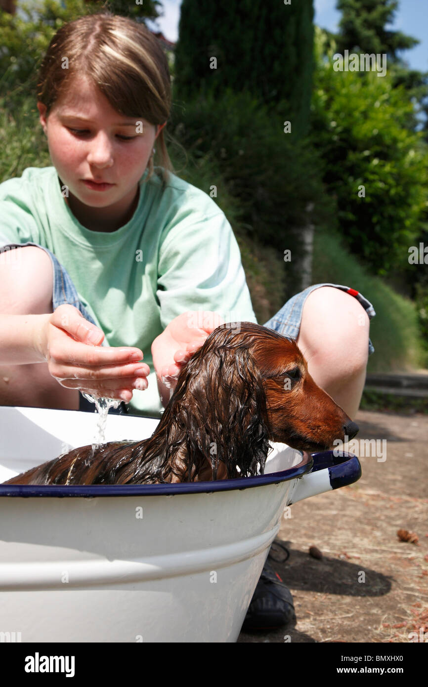 Longhaired Dachshund, Longhaired sausage dog, domestic dog (Canis