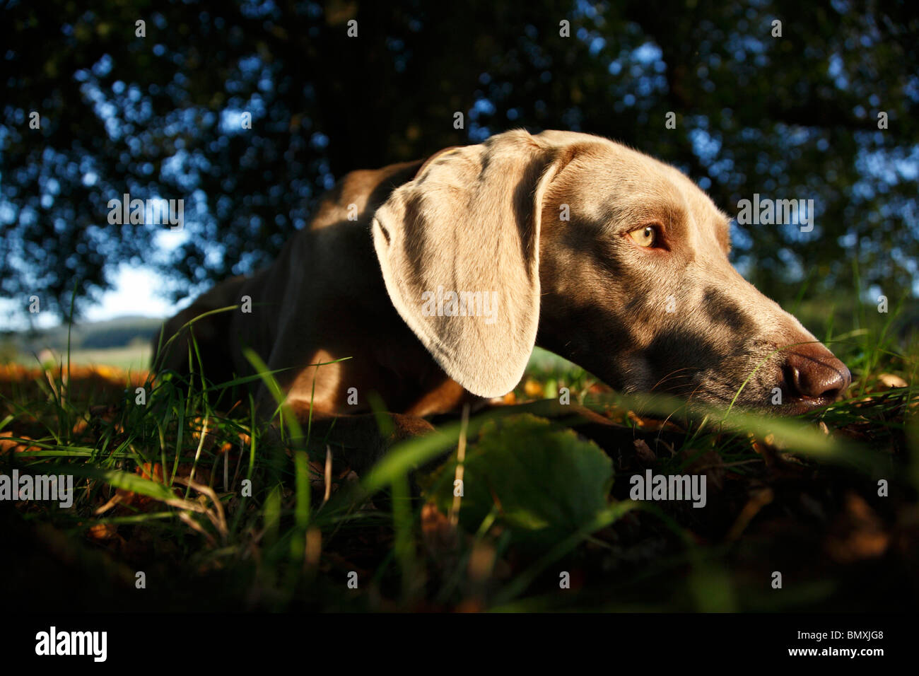 Weimaraner (Canis lupus f. familiaris), lying in the grass under a tree Stock Photo