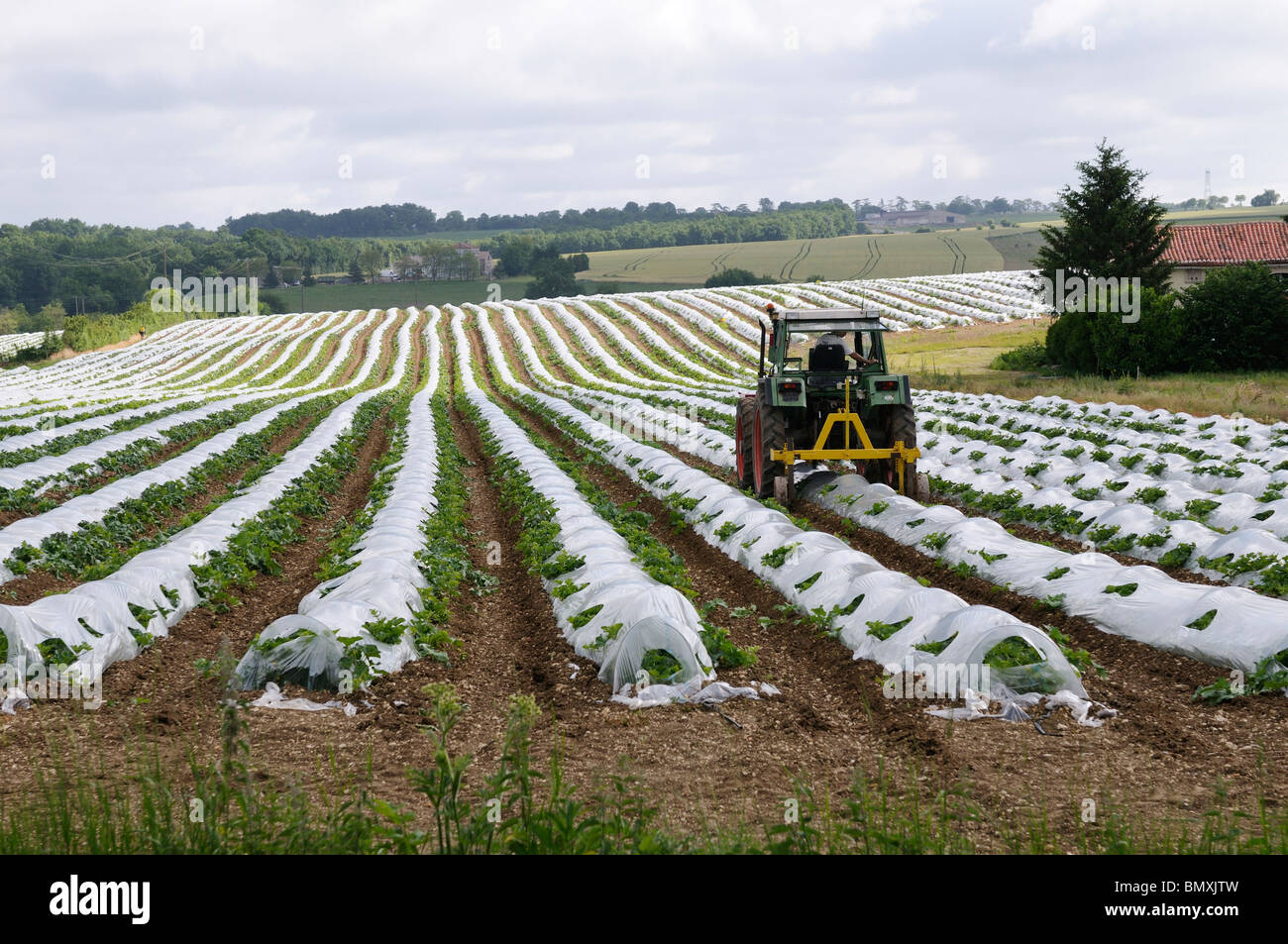 Growing melons hires stock photography and images Alamy