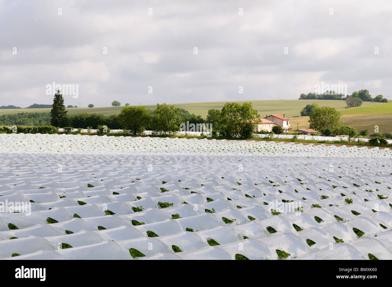 Growing melons hires stock photography and images Alamy
