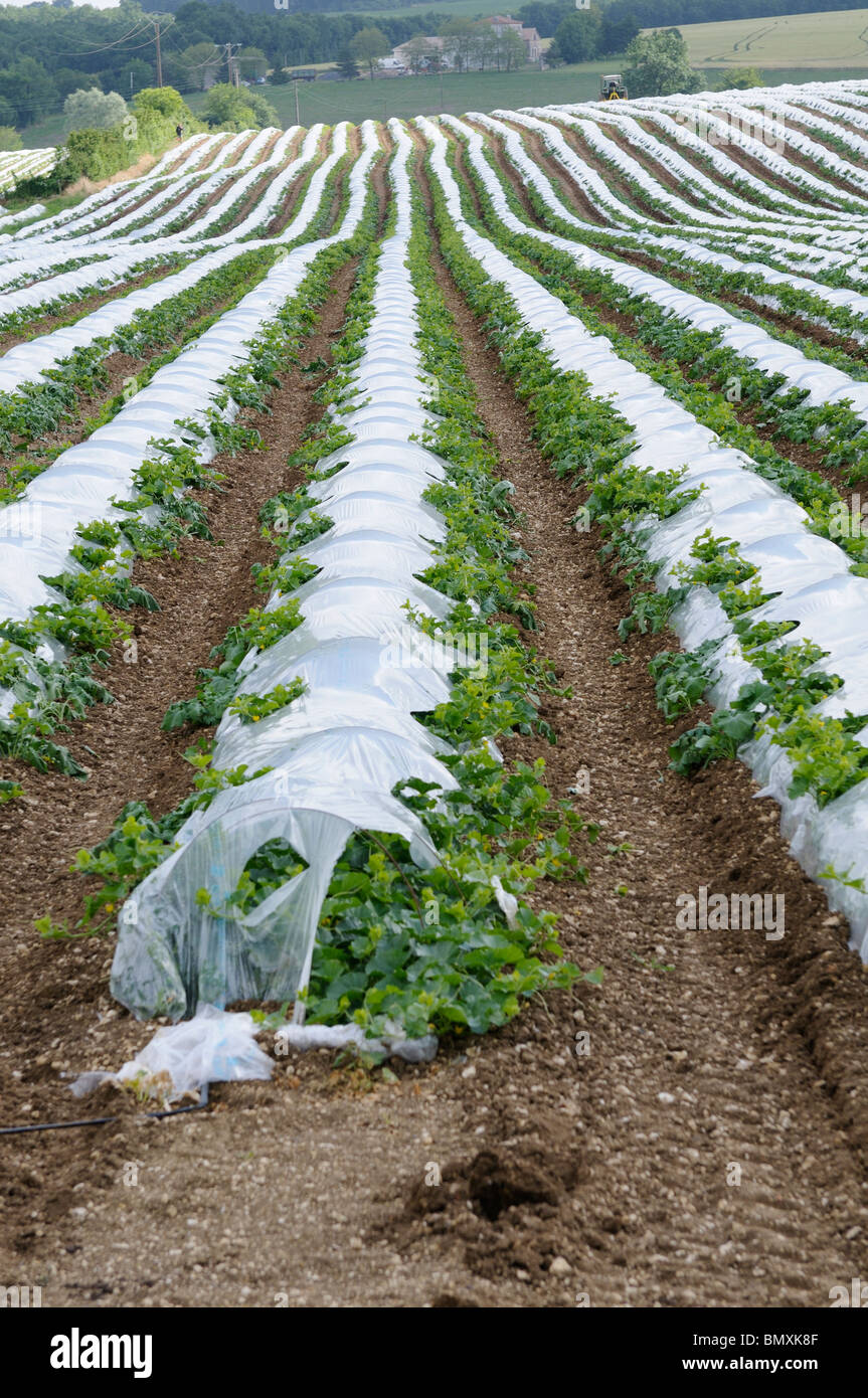 Stock photo of Charente Melons growing in a field under plastic covers