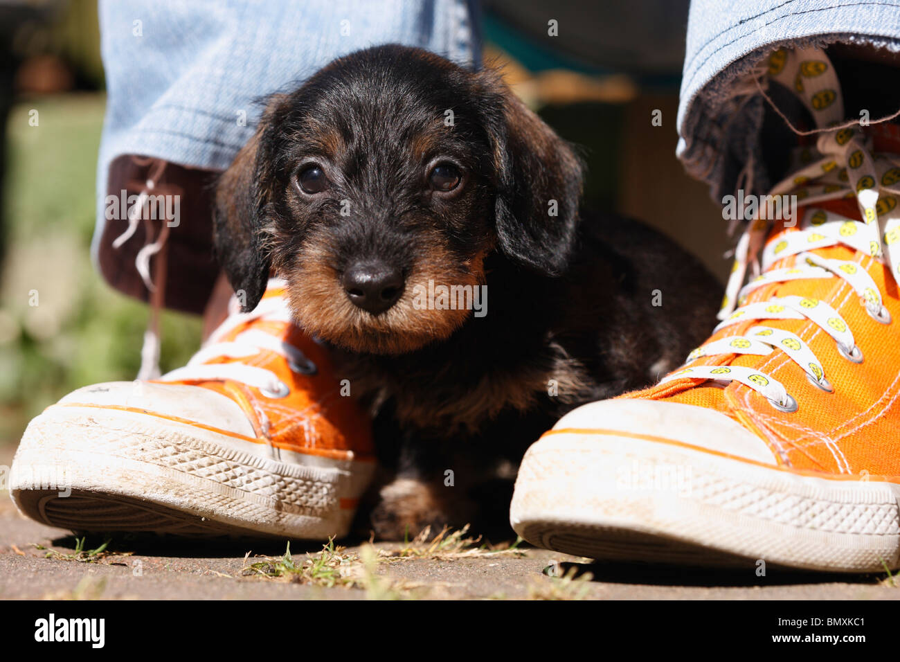 Wire-haired Dachshund, Wire-haired sausage dog, domestic dog (Canis lupus f. familiaris), 6 weeks old wire-haired miniature sau Stock Photo