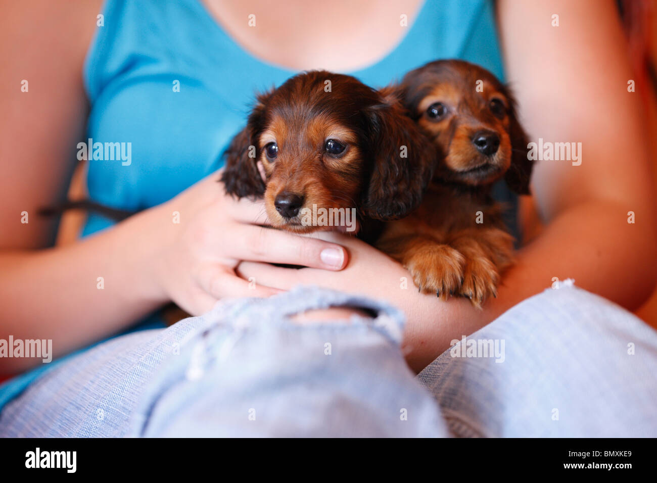 Longhaired dachshund, Longhaired sausage dog, domestic dog (Canis