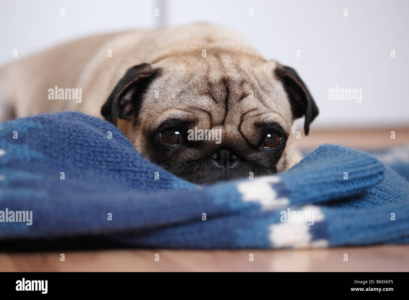 Pug (Canis lupus f. familiaris), lying on a pullover on parquet floor Stock Photo