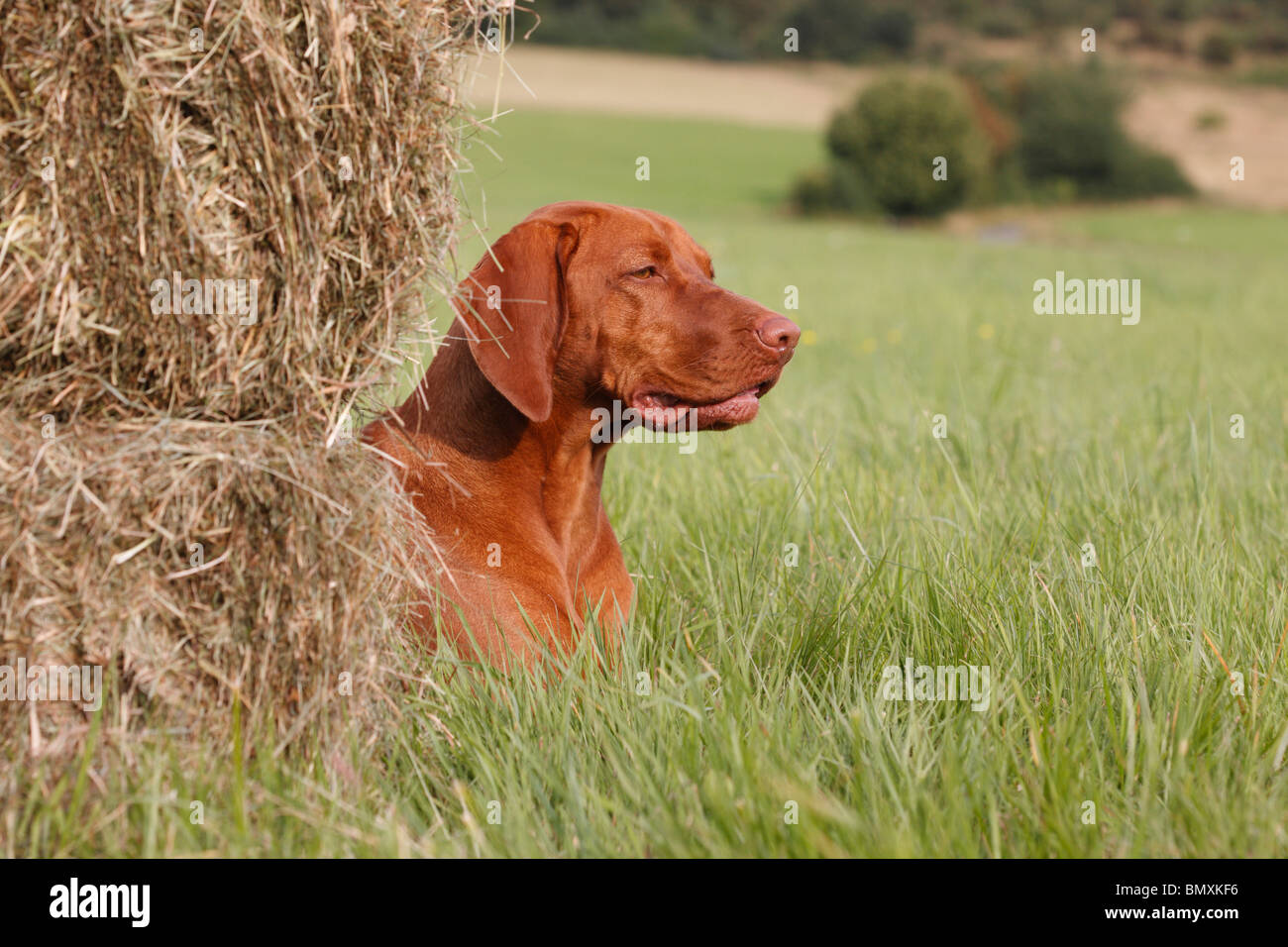 Hungarian Short-haired Pointing Dog (Canis lupus f. familiaris), lying in a meadow behind hay bales Stock Photo