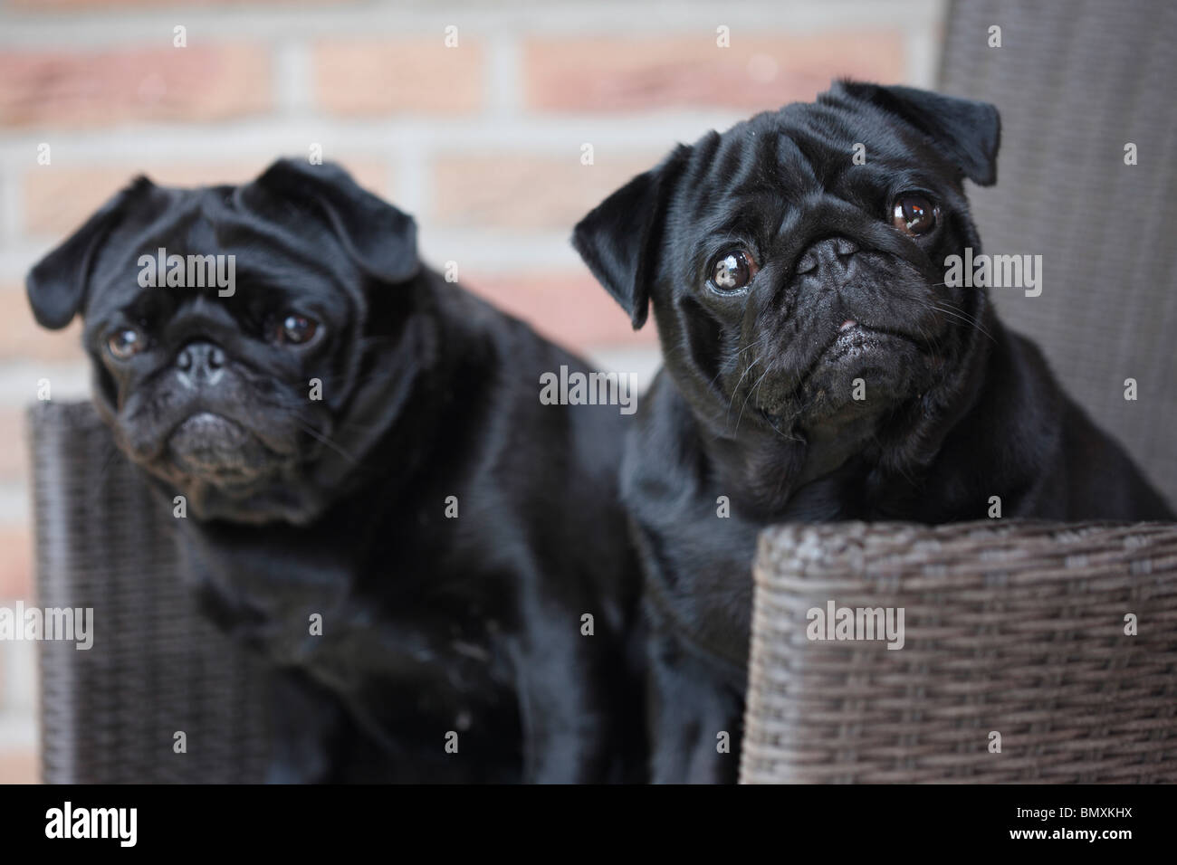 Pug (Canis lupus f. familiaris), two animals sitting in a wicker chair