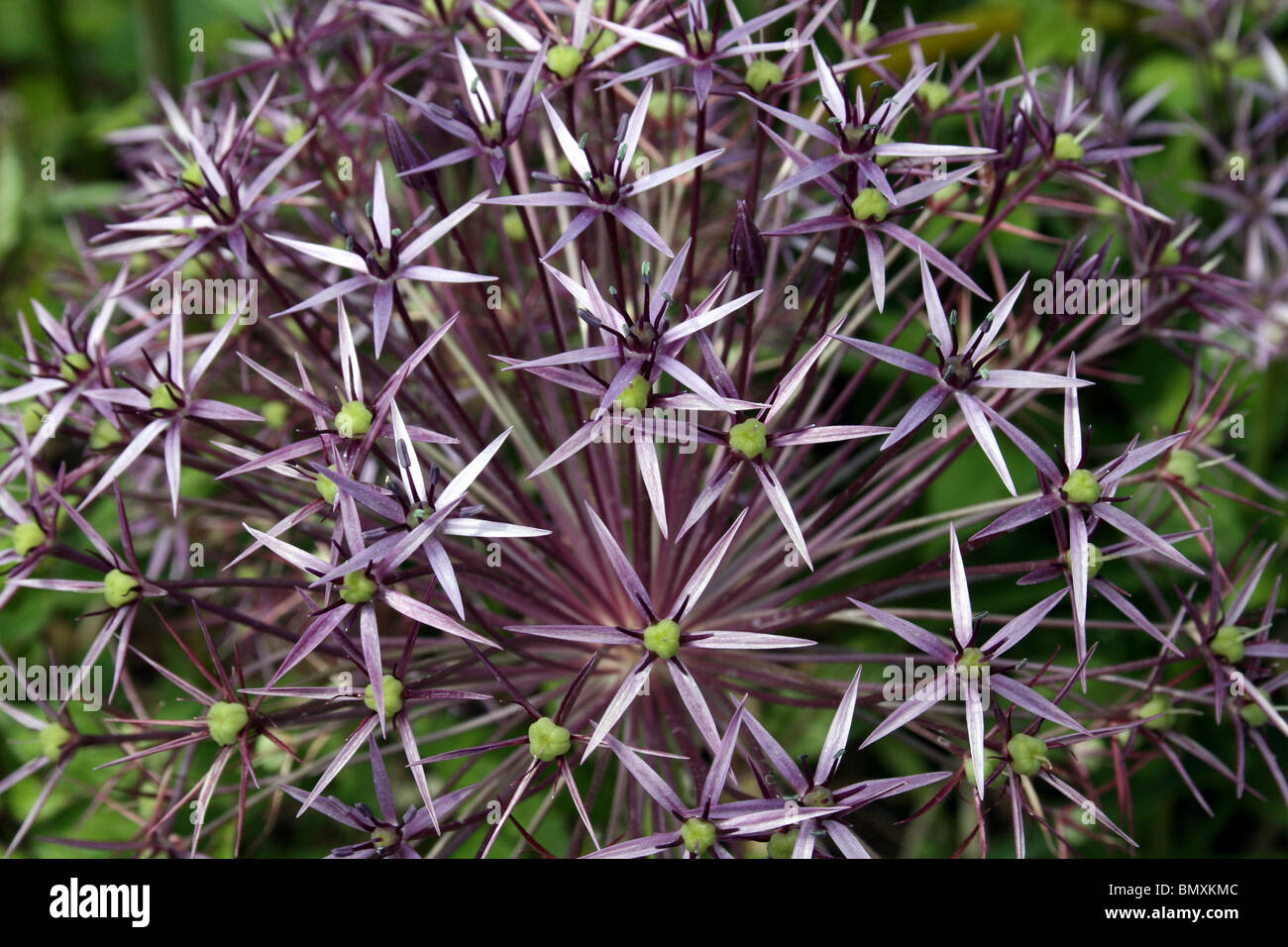Allium in June Stock Photo