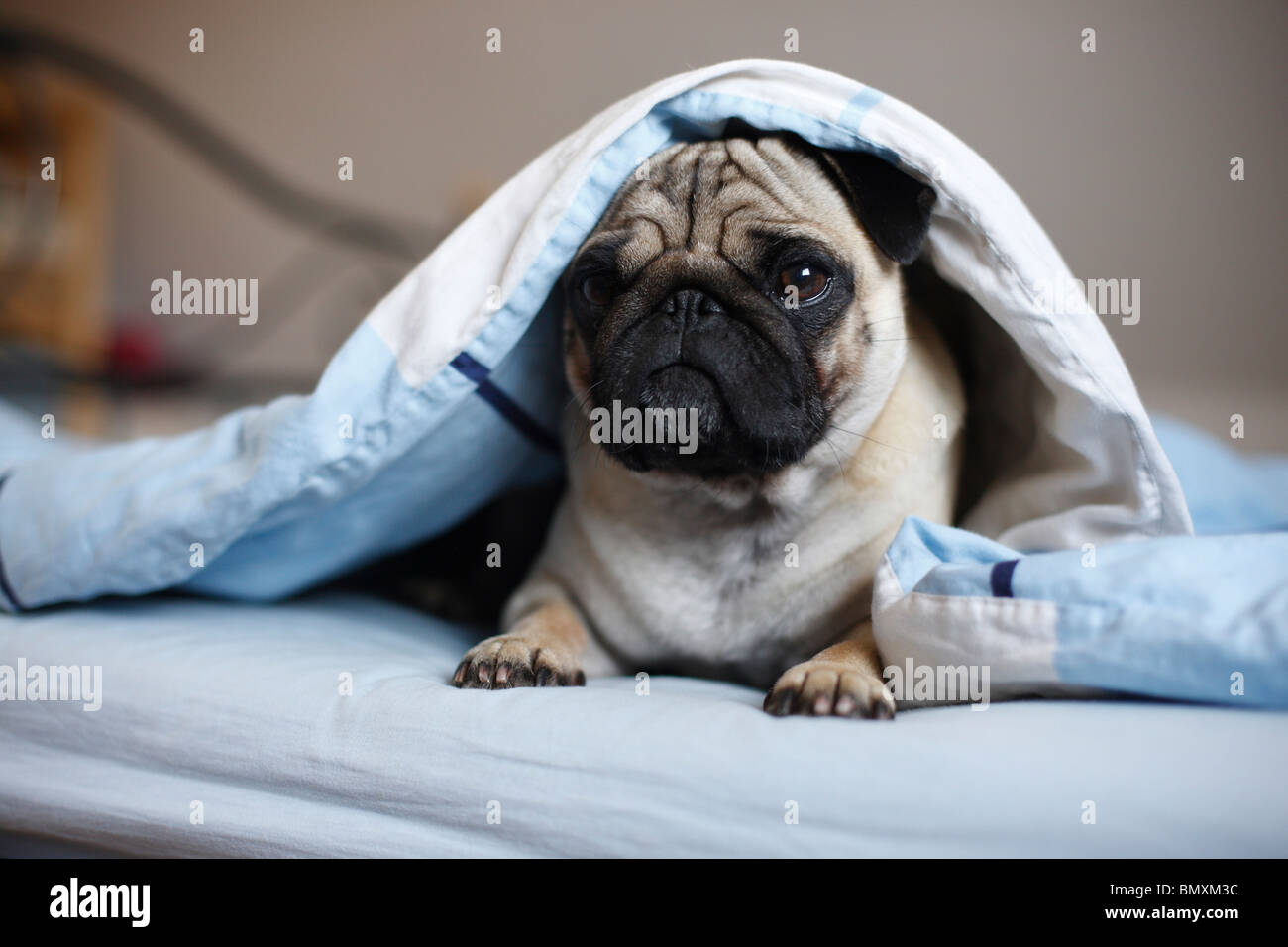 Why Do Dogs Hide Under The Bed When Sick