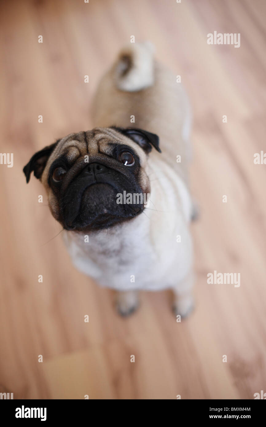 Pug (Canis lupus f. familiaris), standing on parquet floor looking up Stock Photo