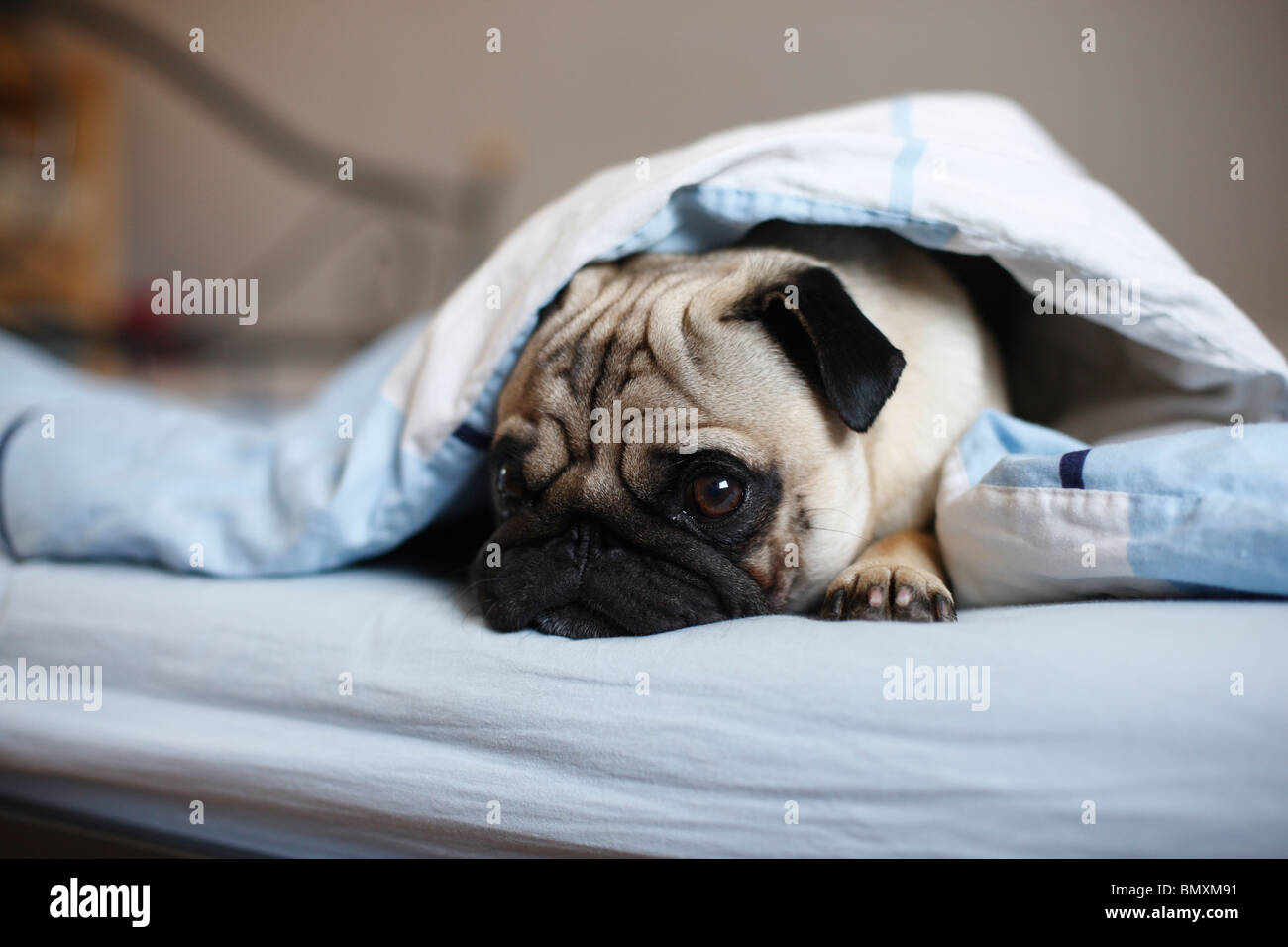 Why Do Dogs Hide Under The Bed When Sick