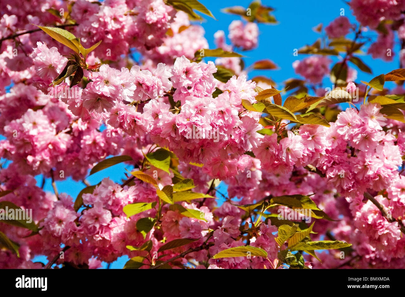 Close up of pink blossom blooms flower flowers of the ornamental