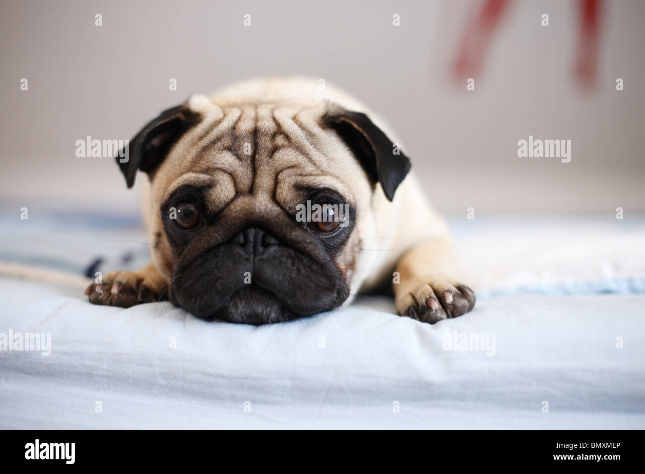 Pug (Canis lupus f. familiaris), whelp lying at the edge of a bed Stock Photo