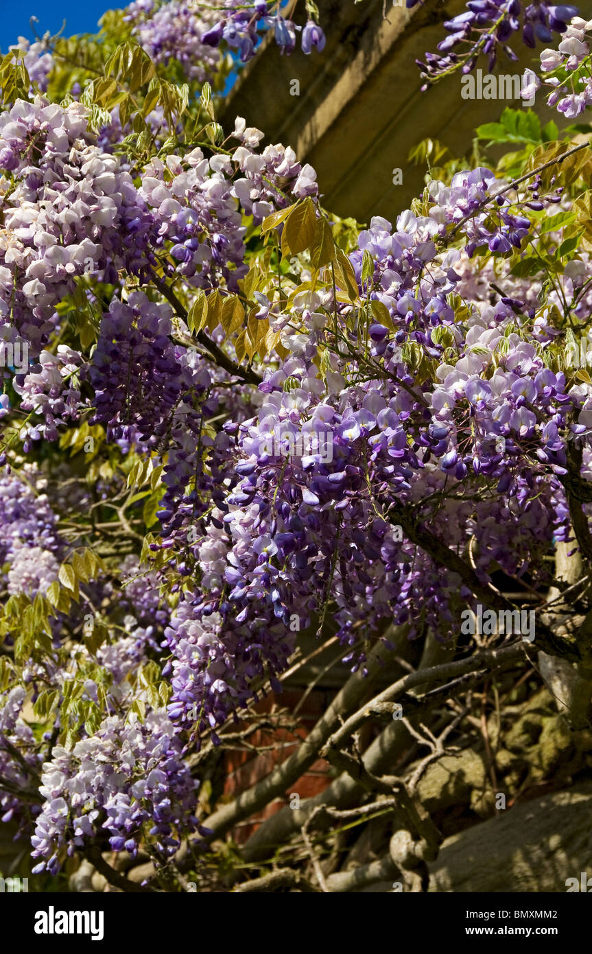 Close up of purple wisteria flower flowers plant climbing on a house wall England UK United Kingdom GB Great Britain Stock Photo