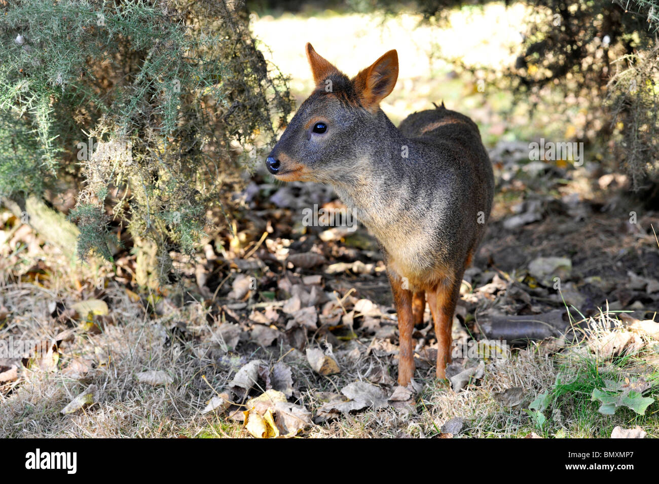 Pudu at Twycross Zoo. The worlds smallest type of Deer Stock Photo Alamy
