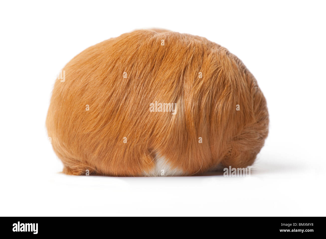 Backview of a guinea Pig on white background Stock Photo