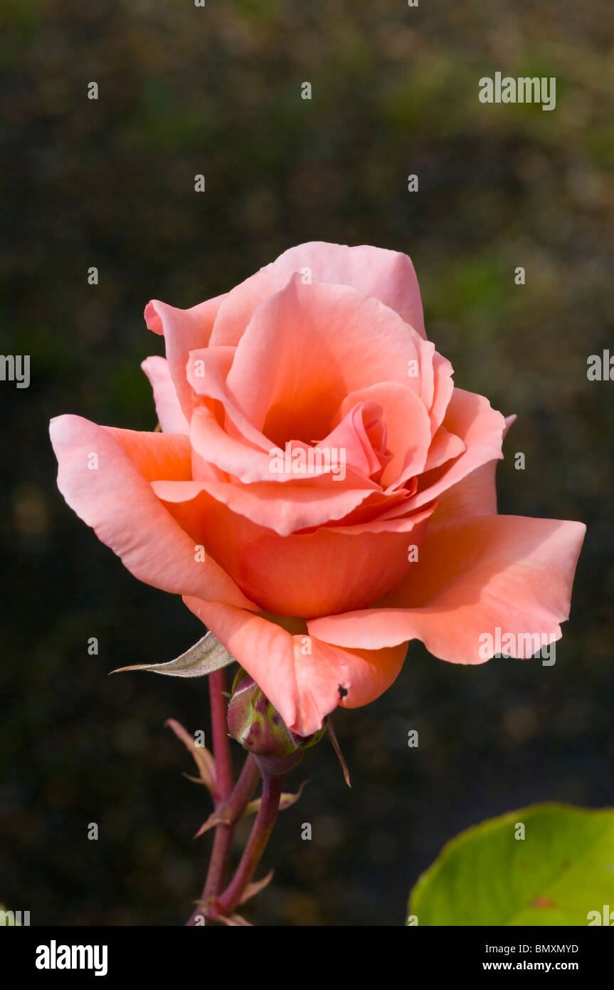 Pink Hybrid Tea Rose Blessings Stock Photo