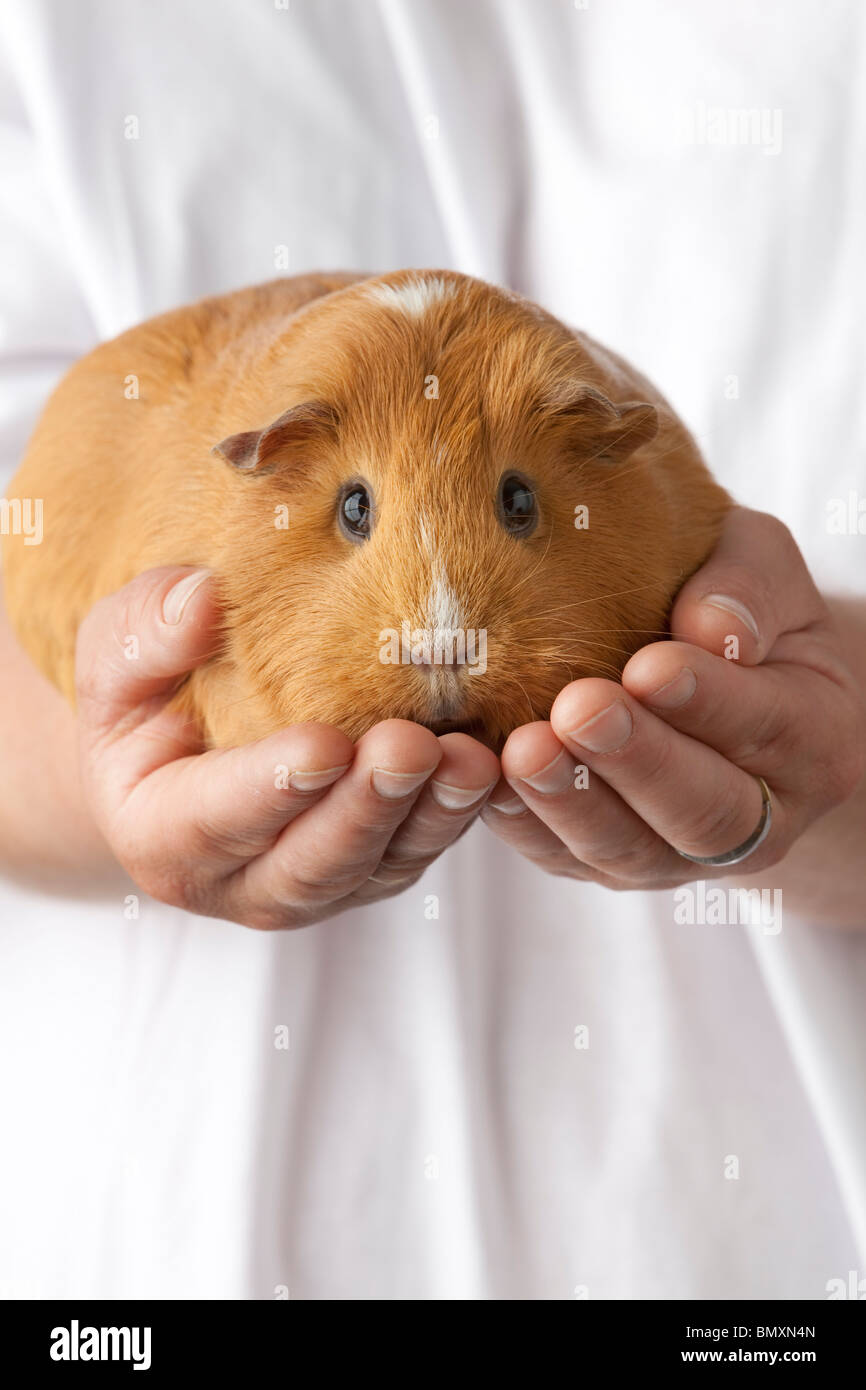 Guinea Pig sitting on hands Stock Photo