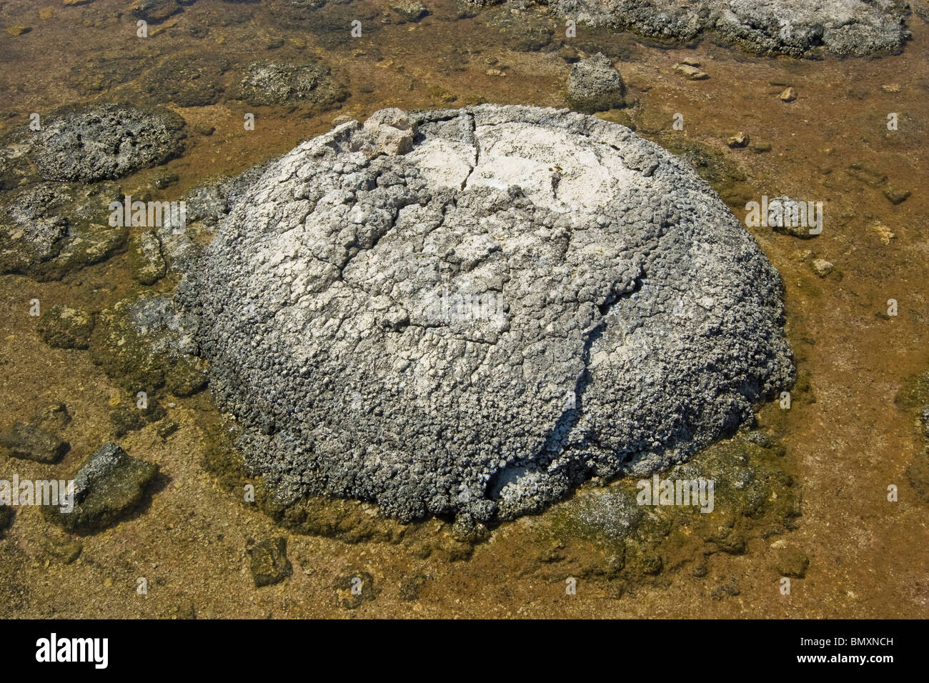 A stromatolite, a microbial mat depositing CaCO3, one of the most