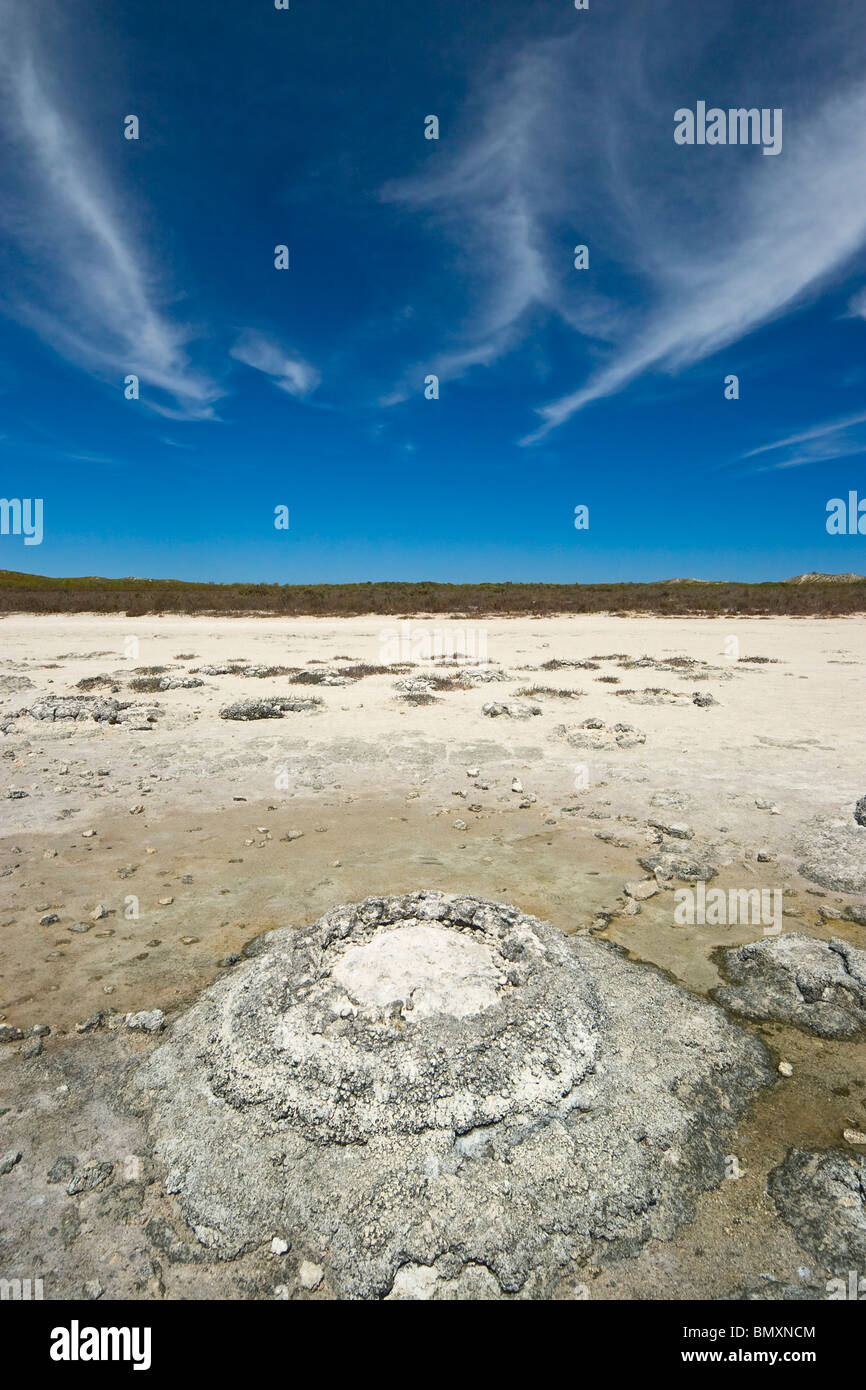 A stromatolite, a microbial mat depositing CaCO3, one of the most