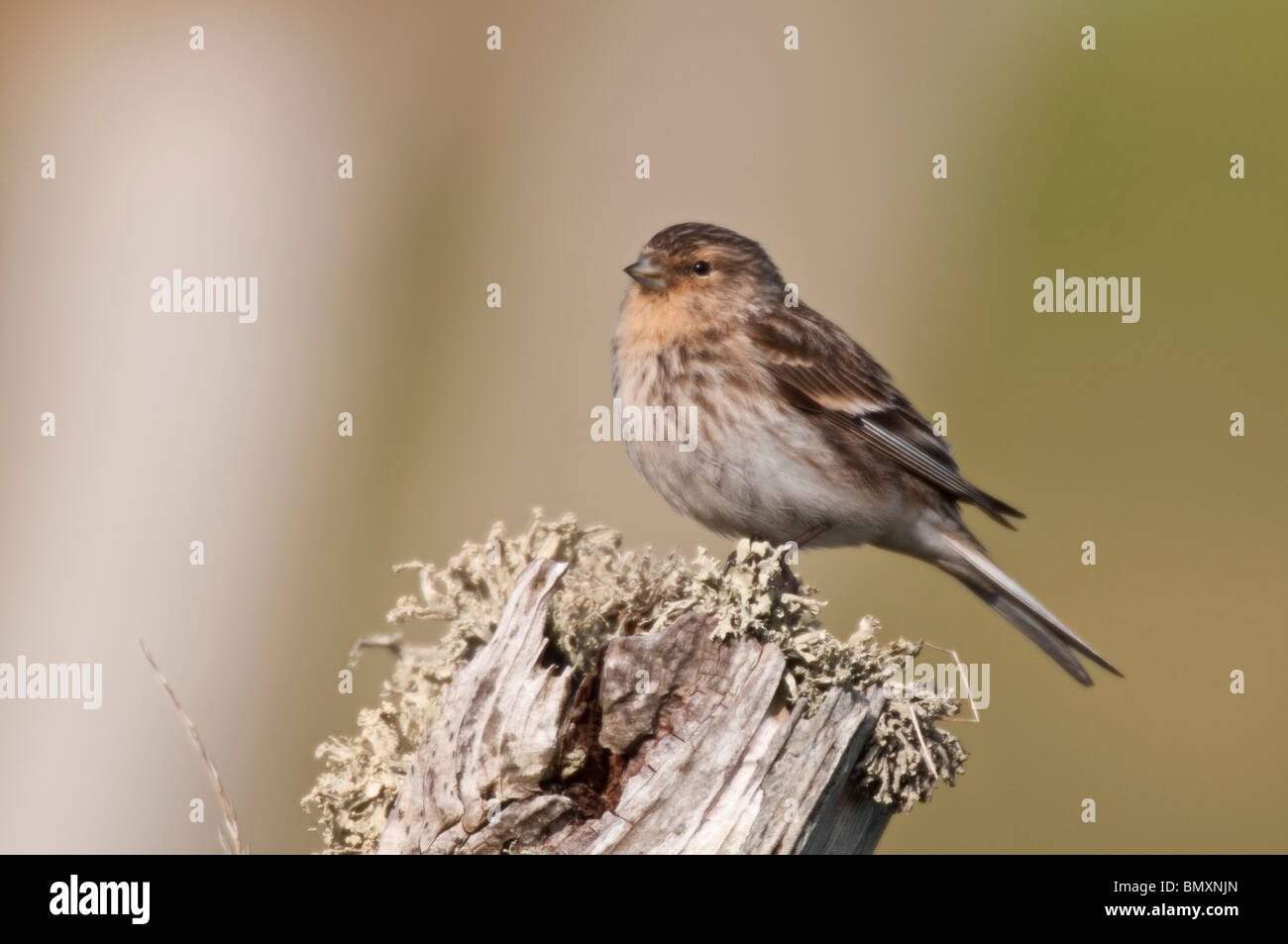 Twite perched on rocks and lichen covered post. Stock Photo
