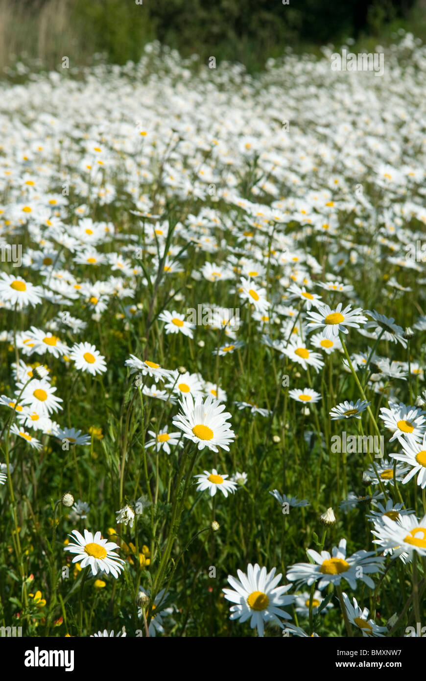 Oxeye daisies, Norfolk, England Stock Photo - Alamy