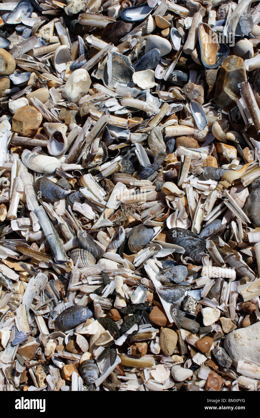 Shells and stones washed up on the seashore at Hunstanton Stock Photo