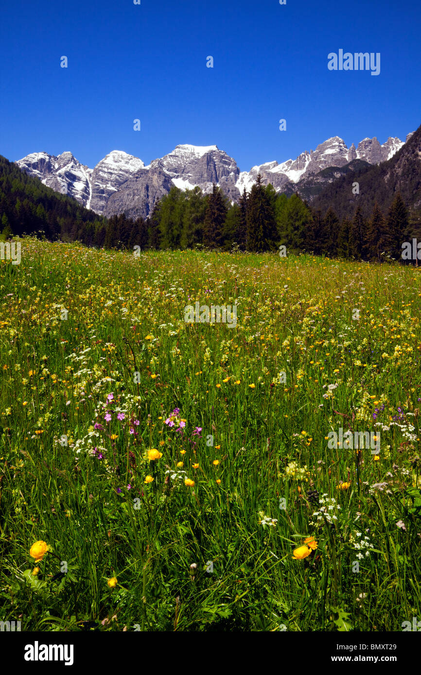 Austria Tyrol Meadow Mountains Flowers Hi Res Stock Photography And