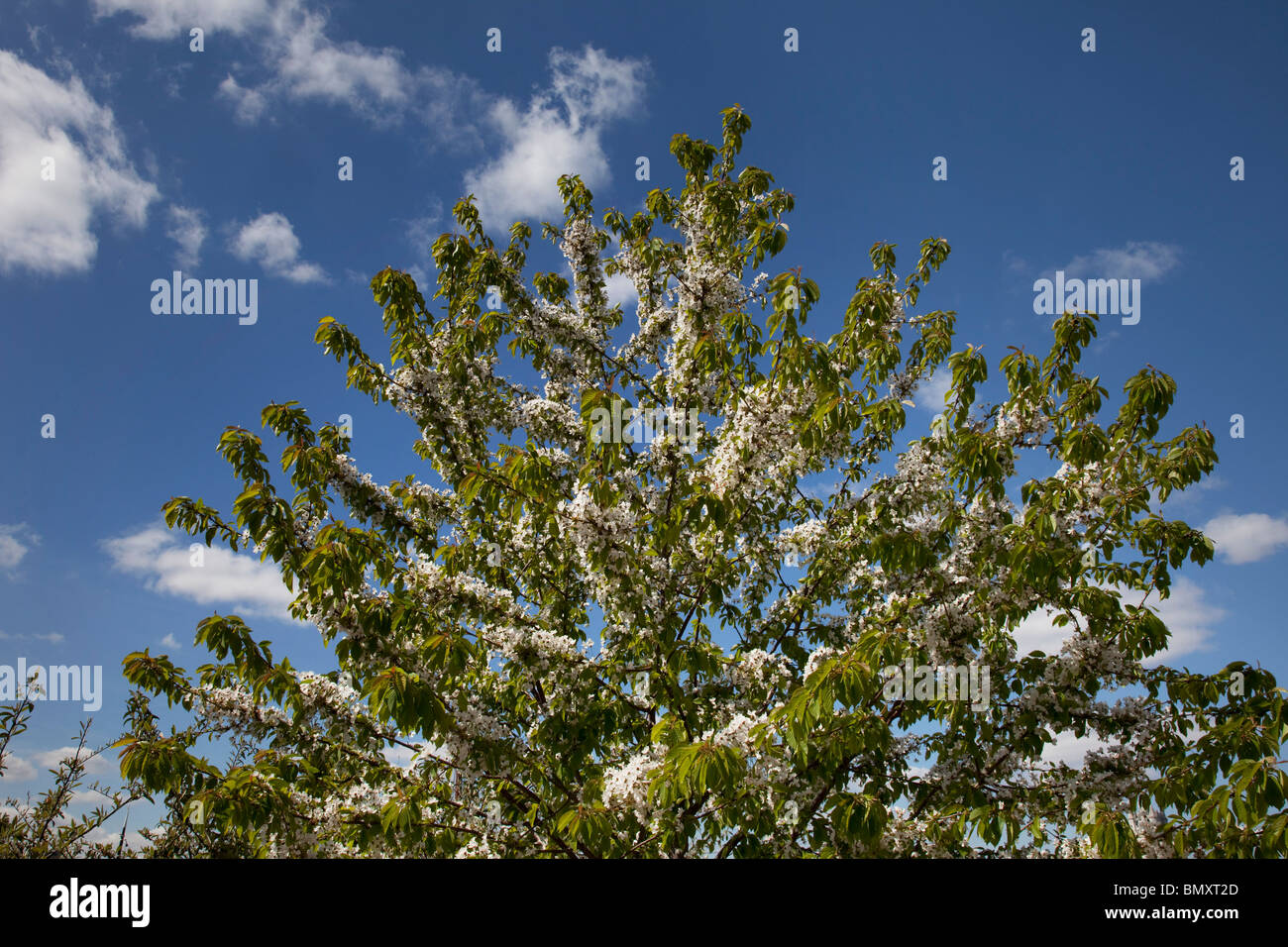 Spring Blossom on the trees marks the seasons changing and warmer weather. Stock Photo