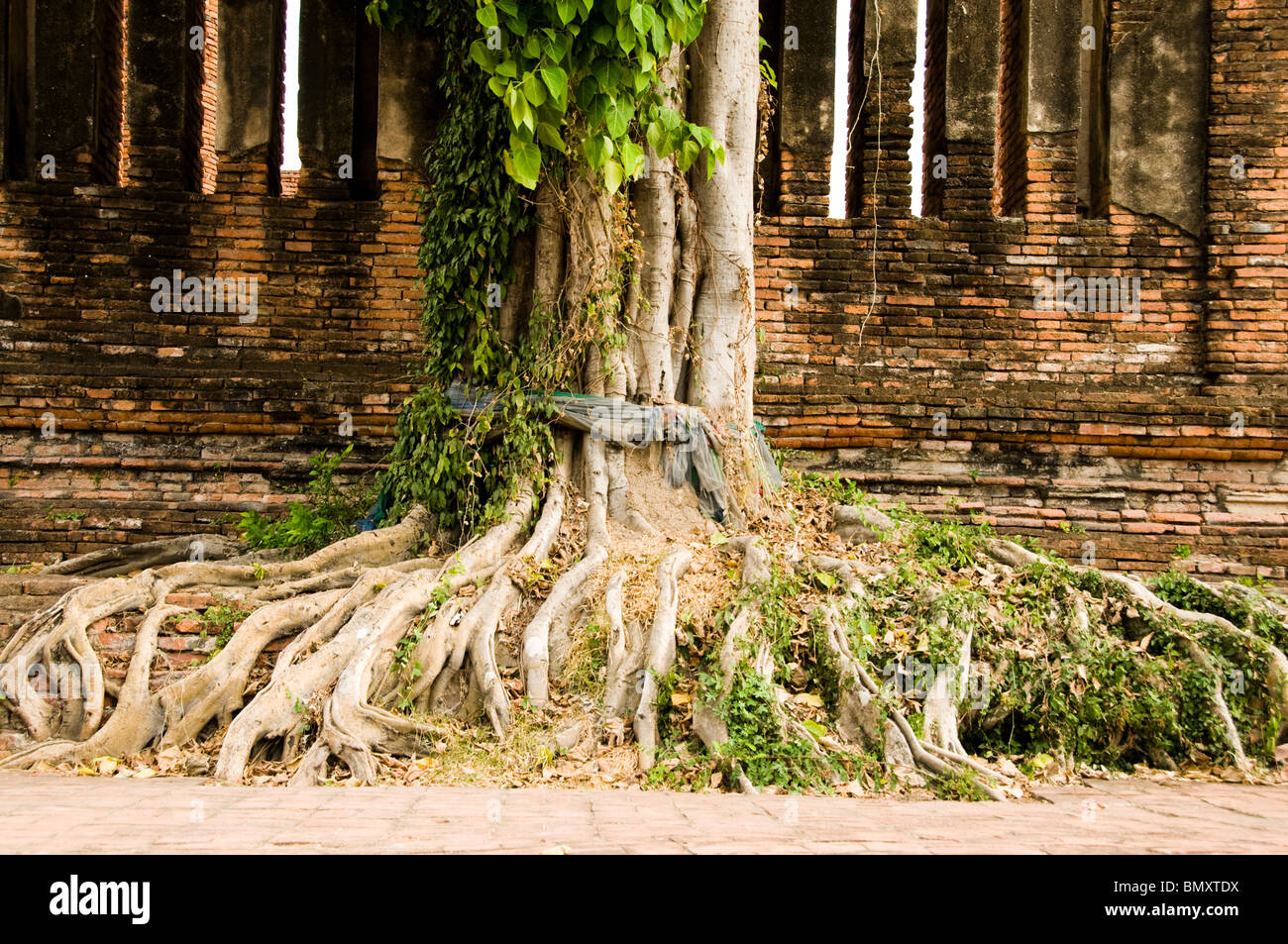 Boh tree hi-res stock photography and images - Alamy