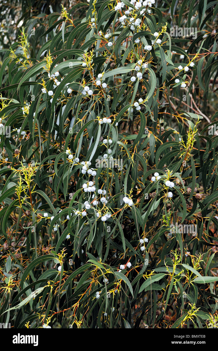 Eucalyptus, Gum Tree, north of Madeira island,  Portugal Stock Photo