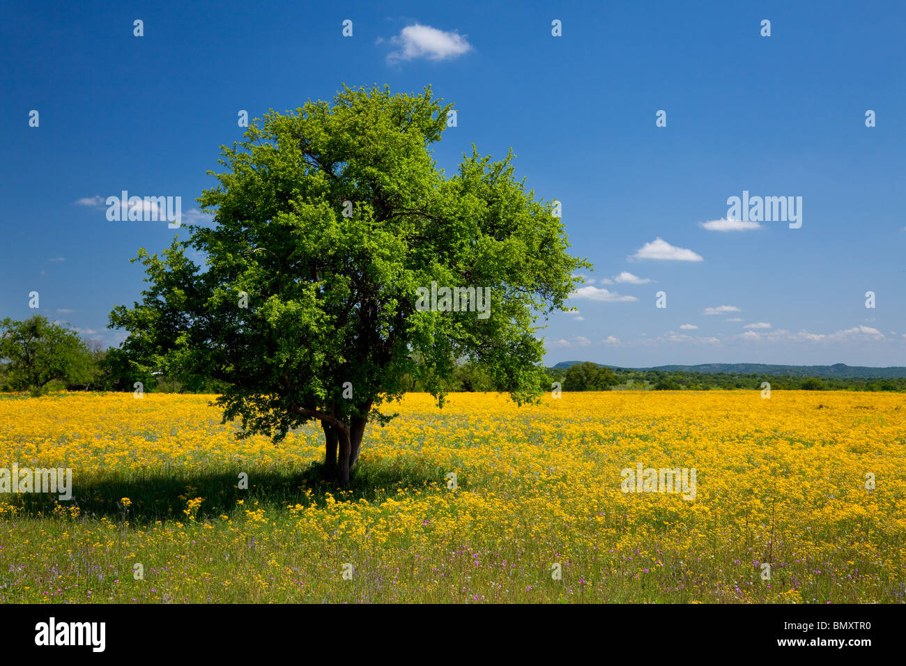 Texas yellow wildflowers hi-res stock photography and images - Alamy