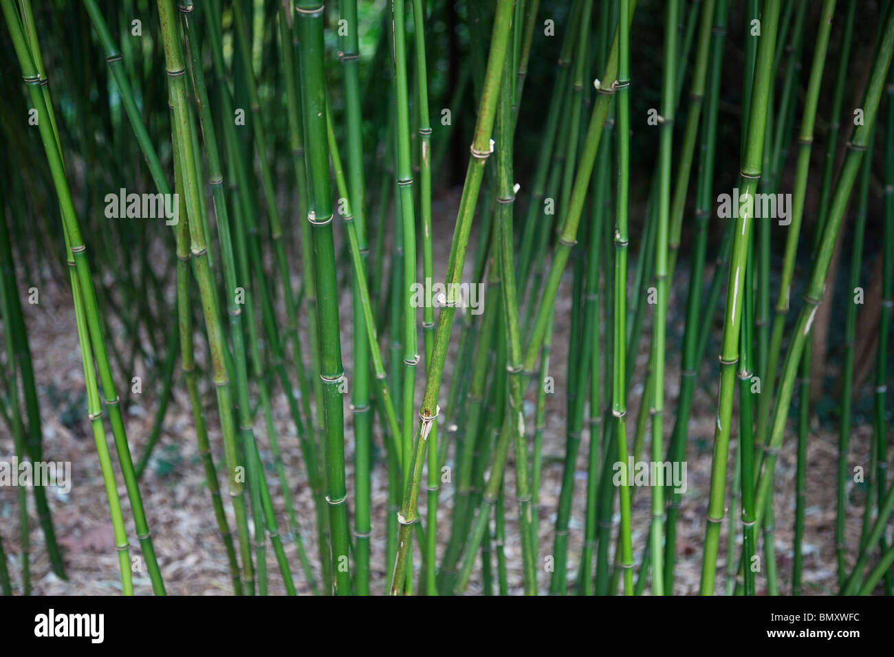 Green shoots of bamboo Stock Photo