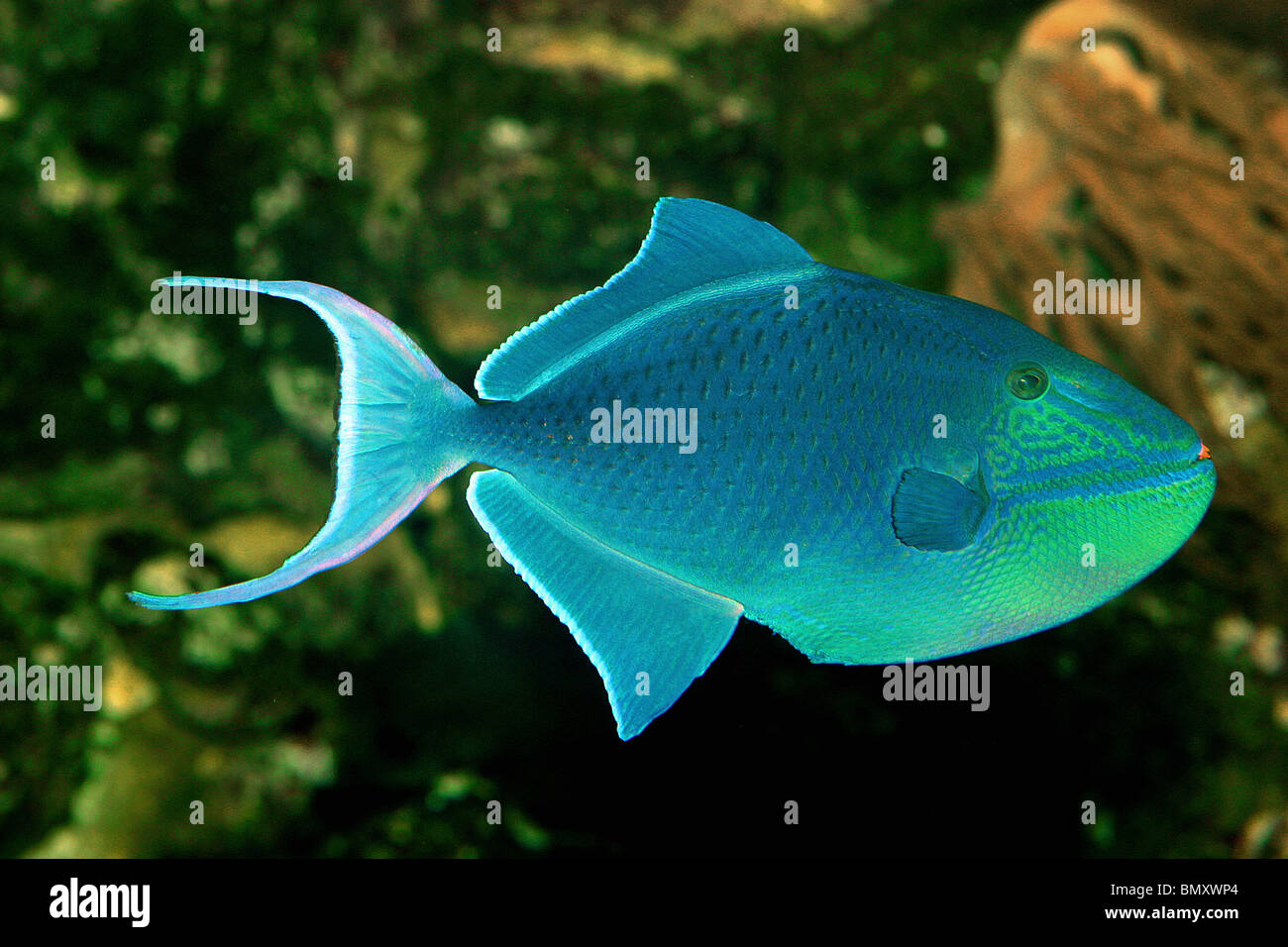Redtoothed triggerfish / Odonus niger Stock Photo - Alamy