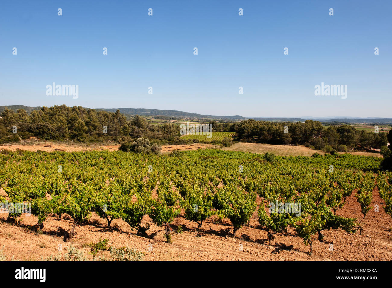 Vineyard in the Languedoc, South of France Stock Photo Alamy