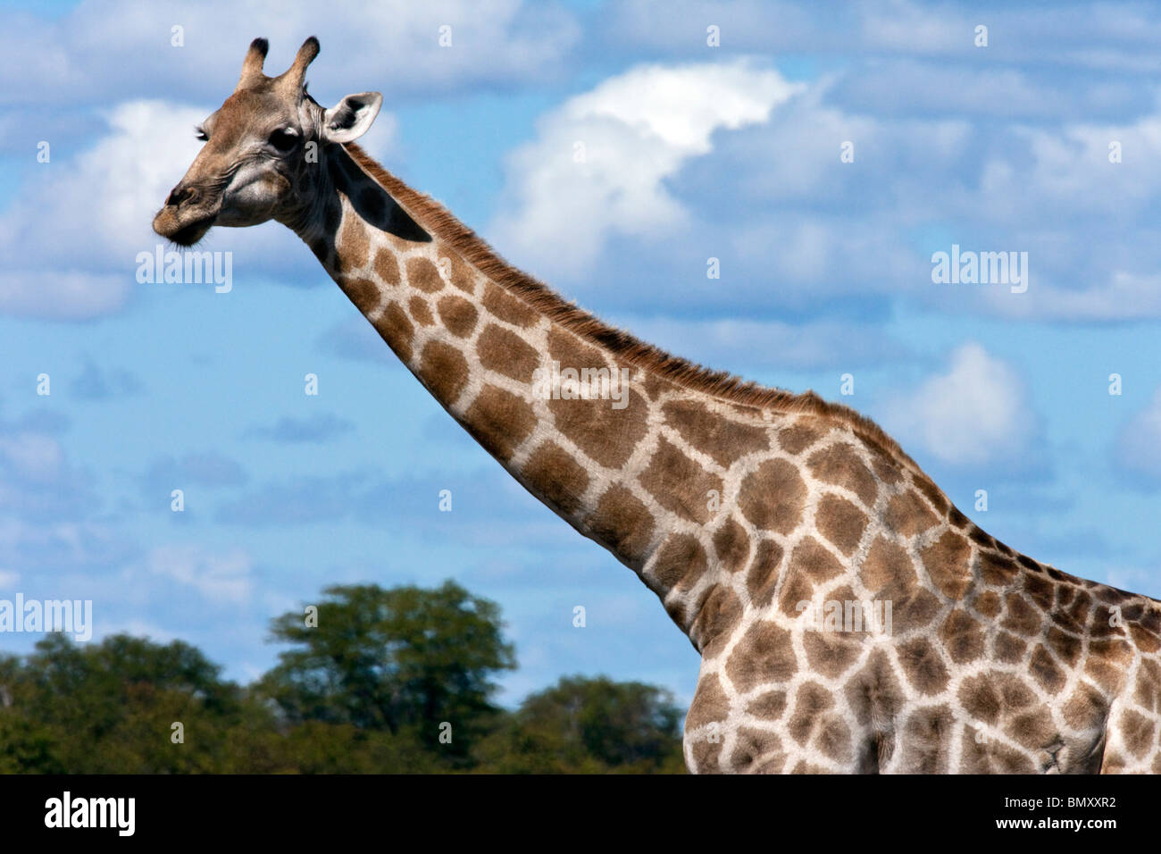 A Giraffe (Giraffa camelopardalis) in the Savuti region of northern Botswana Stock Photo