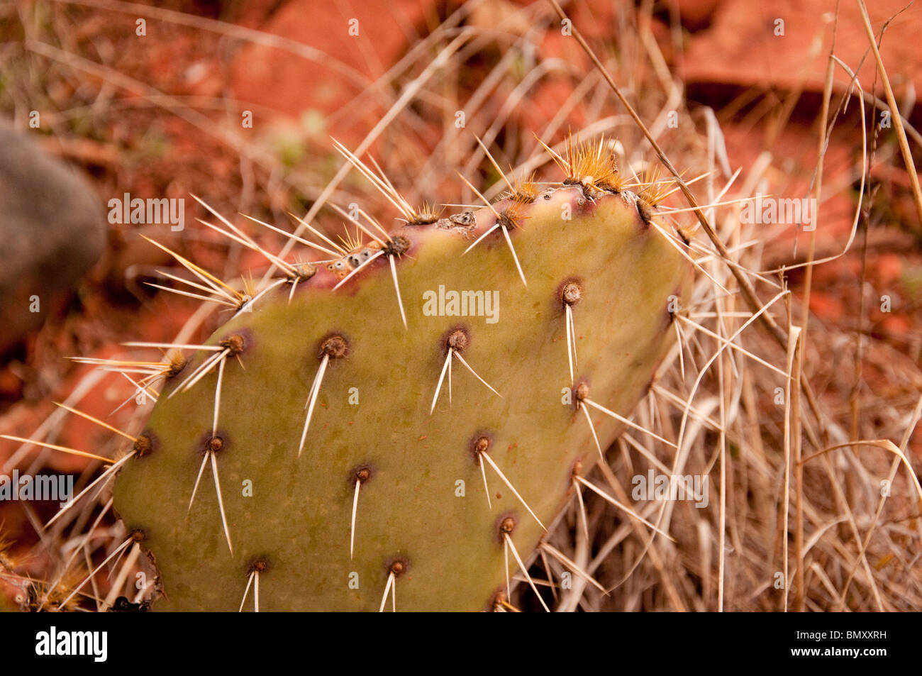 Red Rock Country around Sedona Arizona Stock Photo