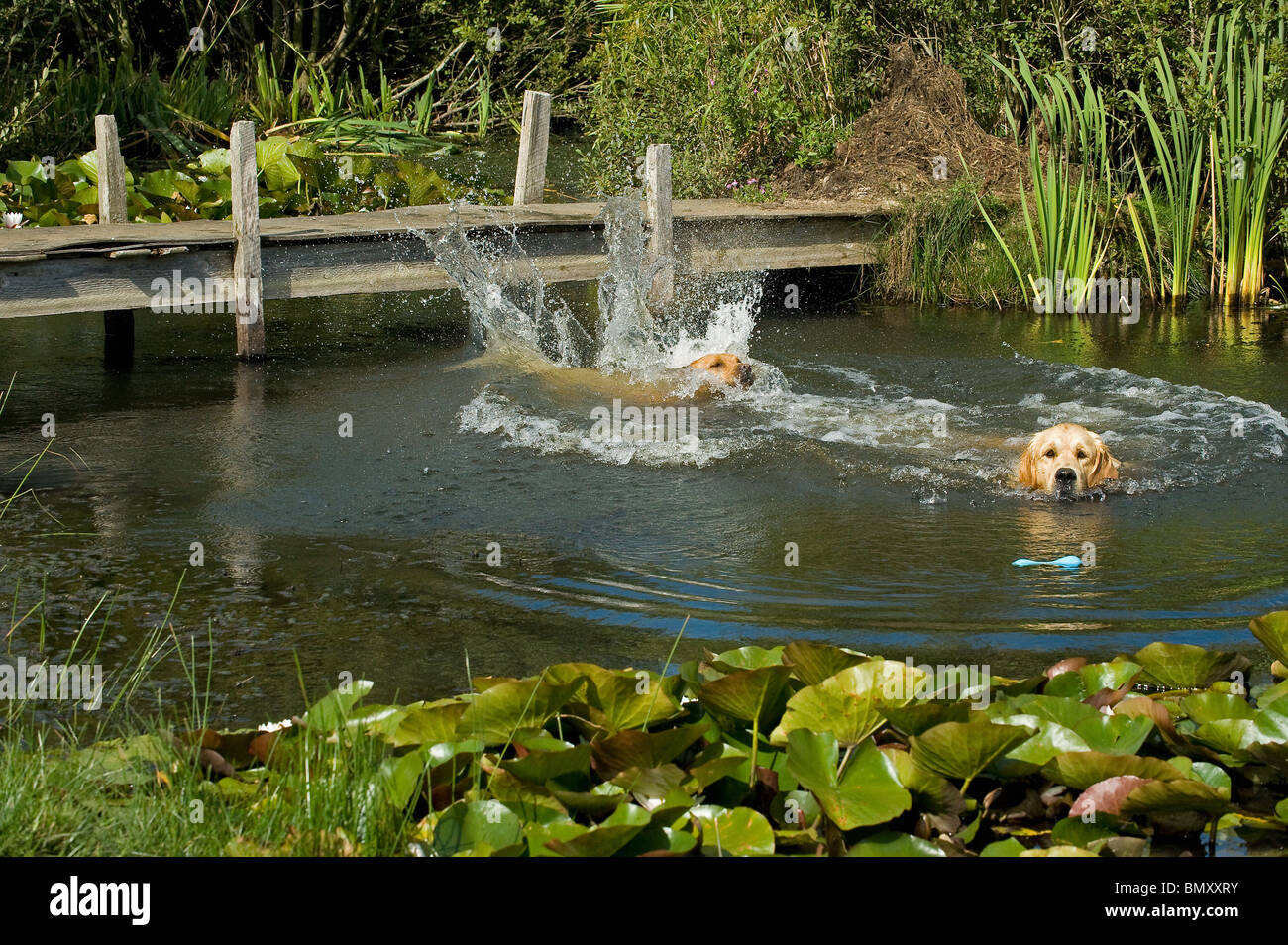 Labrador Retriever Golden Retriever water Stock Photo Alamy