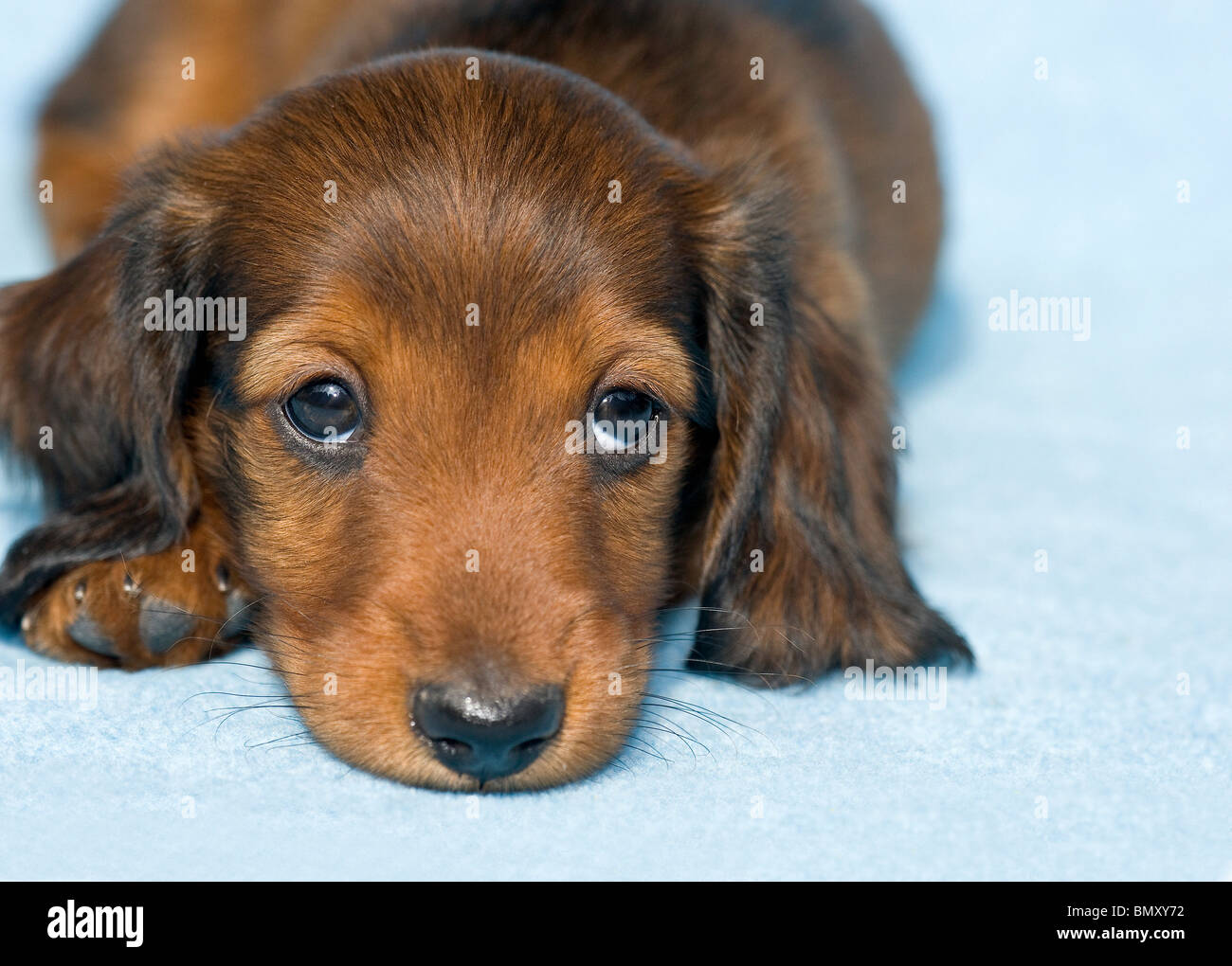 long-haired miniature dachshund puppy lying Stock Photo - Alamy